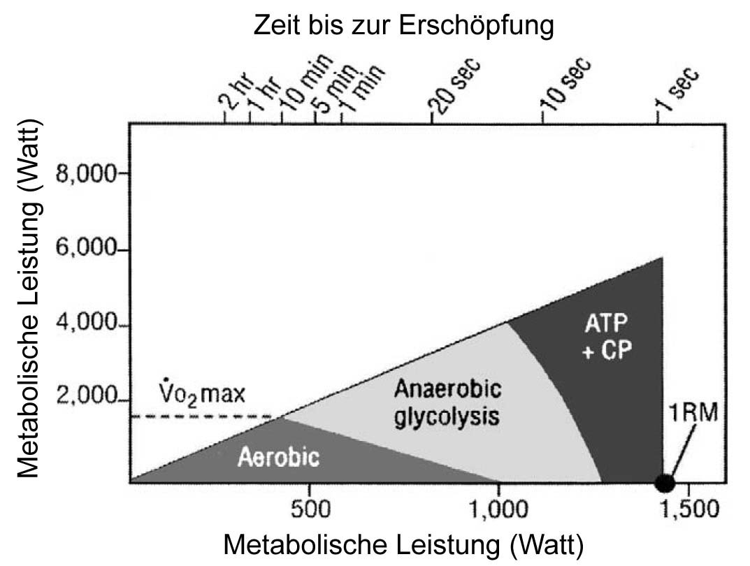 metabolische leistung